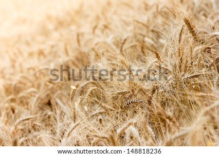 Wheat field with focus in foreground in summer season