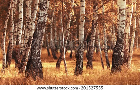 Peaceful birch forest in sunny afternoon while autumn season