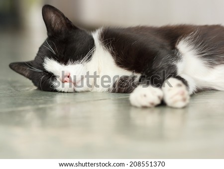 Tired black and white cat sleeping on the floor