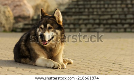 Old malamute dog laying on concrete