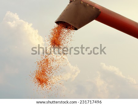 Maize grain falling from harvester against cloudy sky