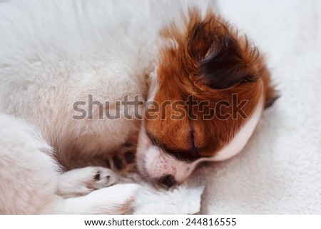 Cute puppy sleeping on carpet. Horizontal photo.