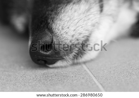 Sensitive dog nose shot in macro