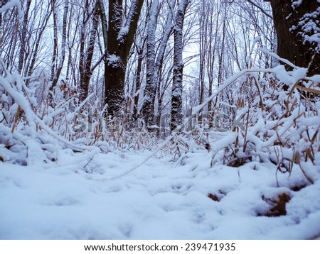 Snowy forest in the morning. Frosty landscape in the Ukraine