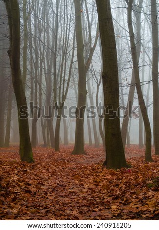 Autumn in the forest with fog and leafs on the floor