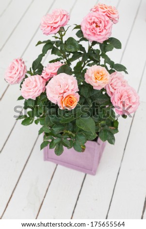 Bouquet of pink roses with copy space. Shallow depth of field