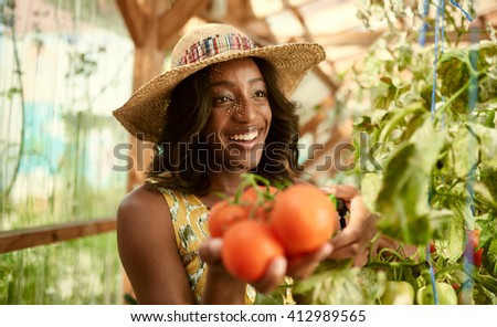 Friendly woman harvesting fresh tomatoes from the greenhouse garden putting ripe local produce in a basket