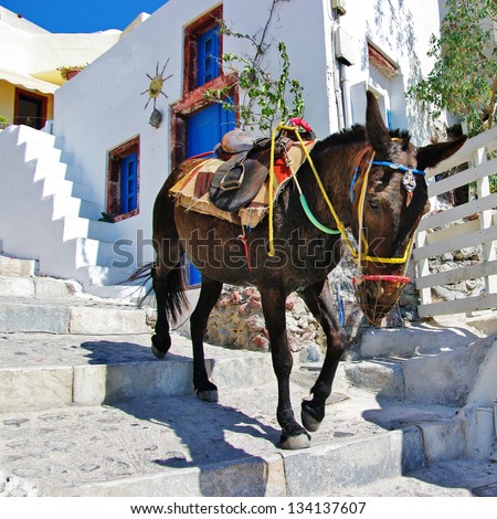 Donkey On Stairs Of Santorini, Traditional Greek Life Series