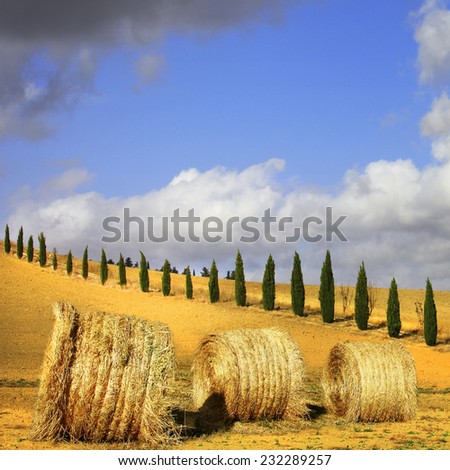 golden hills of Tuscany. Italian landscapes