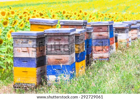 colorful beehives in sunflower\' field in Provance, France