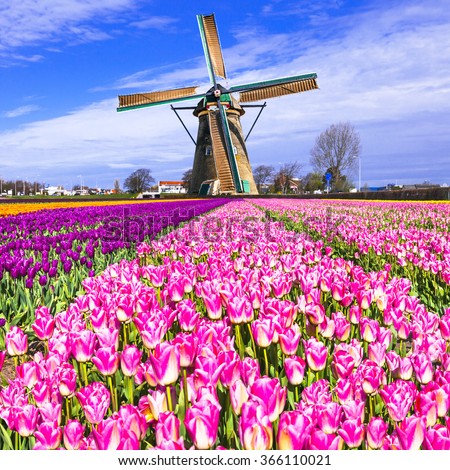 traditional Holland countryside - windmills and tulips