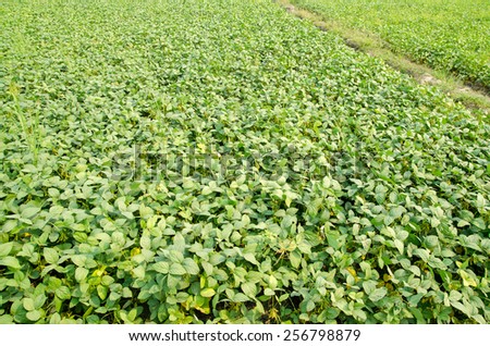 Soybean in the field after harvest rice.