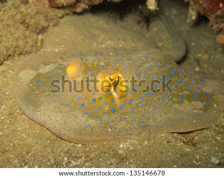 blue spot stingray   Save to a lightbox?   find similar images  share? Pink cupcake ,wedding cake