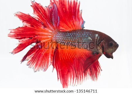 betta fish on white background   Save to a lightbox?   find similar images  share? Pink cupcake ,wedding cake