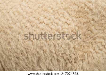 Sheepskin Background