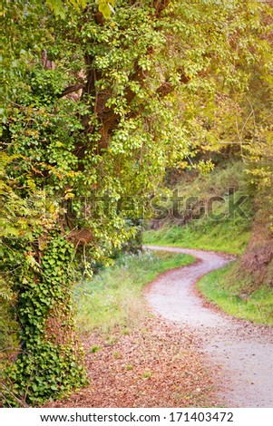 Autumn forest pathway with dried leaves in the ground floor