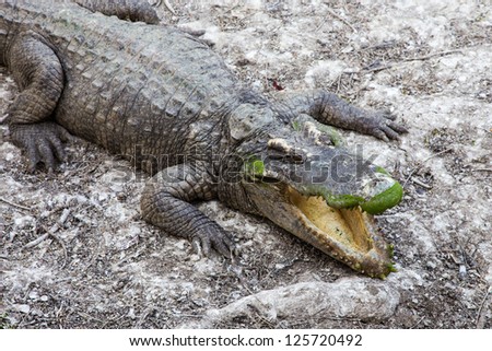 A crocodile resting on land and open mouth