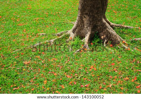 Root of tree in a lawn with orange flower