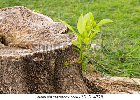Small tree grow from stump concept for perseverance