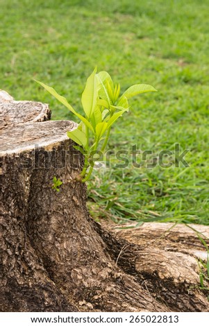 Small tree grow from stump concept for perseverance