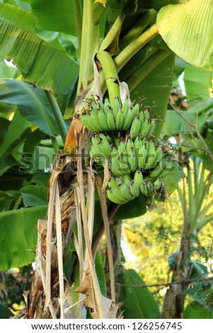 Bunch of Raw Bananas on Tree