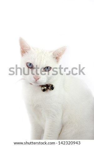 Thai white cat on isolate back ground
