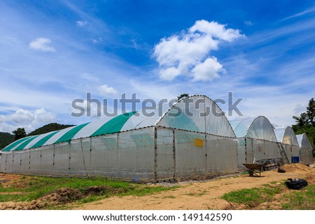 nursery water melon plant on green house
