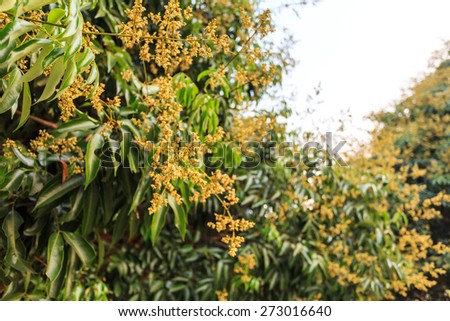 litchi flower on tree
