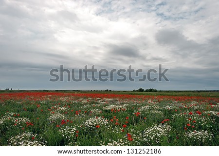 Field with flowers of chamomile and poppy, with a background of sky with clouds.