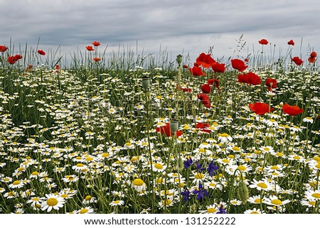 Field with flowers of chamomile and poppy, with a background of sky with clouds.