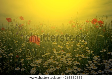 Field with flowers of chamomile and poppy, with a background of sky with clouds in sunset light.Image digitally manipulated.