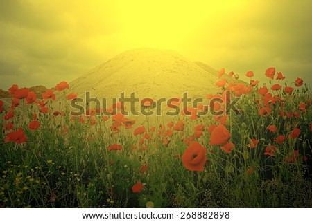 Field of poppies and a sand dune in the background of sunset light. Image digitally manipulated.