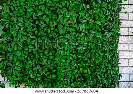 Decorative wall with green climbing plants.