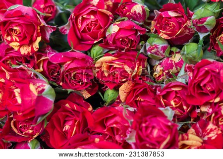 Bushed red roses background