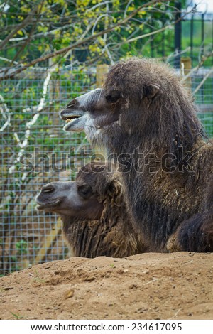 05 May 2013 - London Zoo - Funny camel at the zoo outdoors