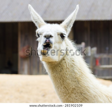 Llama lama in the zoo outdoors