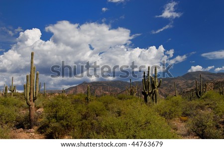 southwest cactus landscape