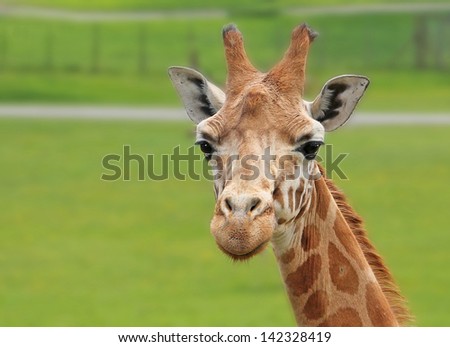 Beautiful giraffe looking straight at the camera
