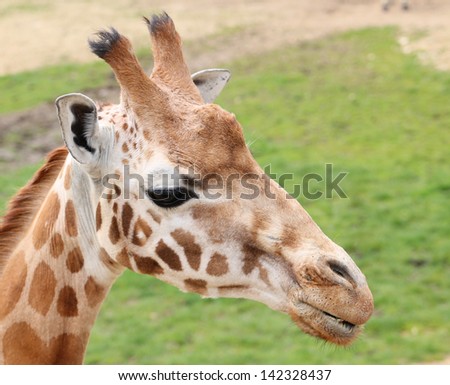 Beautiful photo of a giraffe