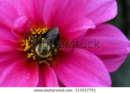 A bumble bee (Bombus fervidus) gathers pollen from a dahlia in a garden in southern Barry Co., Michigan.