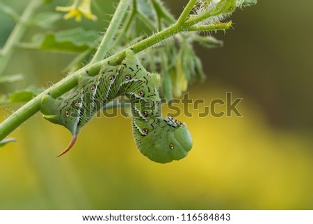 A Tobacco Hornworm caterpillar (Manduca sexta) hangs on a tomato plant in Barry Co., Michigan.