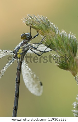 A dew-covered female great spreadwing damselfly (Archilestes grandis) hangs from a grass seed head in Barry Co., Michigan.