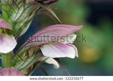 A side-view of a single, bear\'s breaches (Acanthus mollis) flower blooming in a garden in southern Barry Co., Michigan.