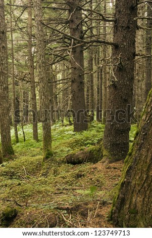 Old growth spruce forest (rain forest) along the Winner Creek Trail in the Chugach National Forest near Girdwood, Alaska.