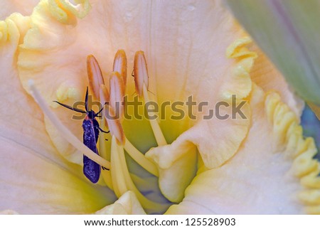 A yellow-collared scape moth (Cisseps fulvicollis) rests on a stamen in the throat of a daylily cultivar, blooming in a garden in southwest Michigan.