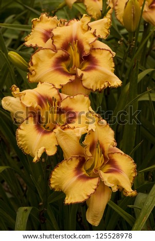 A trio of daylily blossoms of the cultivar, \'Woman at the Well\' (Emmerich, 2005) blooming in a garden in southern Barry Co., Michigan.