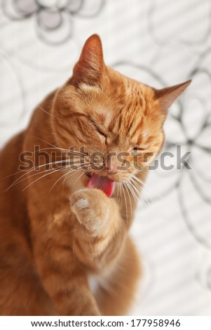 red cat washing itself