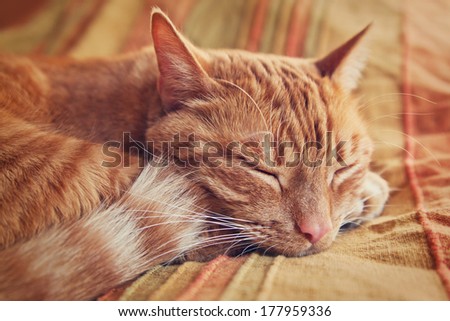 red tabby cat curled up sleeping
