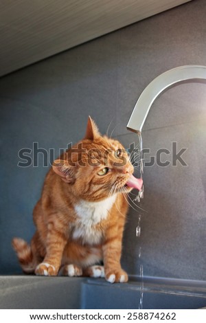 red cat drinks water from faucet