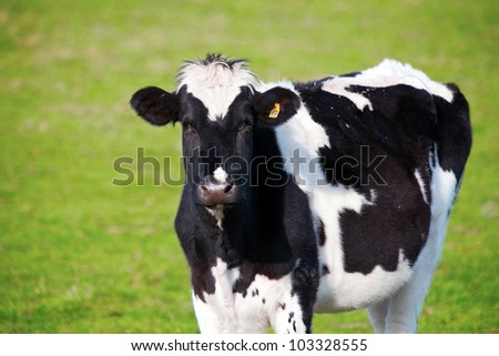 Cow standing in a meadow
